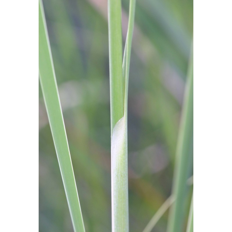 typha domingensis pers.