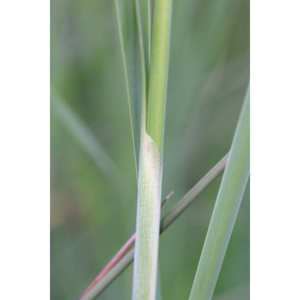 typha domingensis pers.