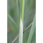 typha domingensis pers.