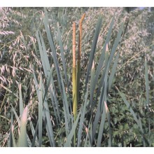 typha latifolia l.