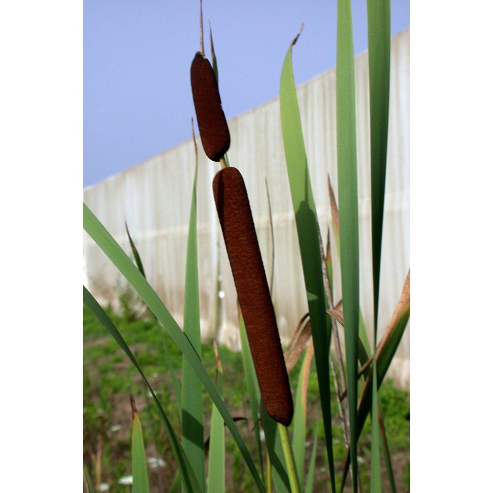 typha latifolia l.