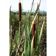 typha latifolia l.