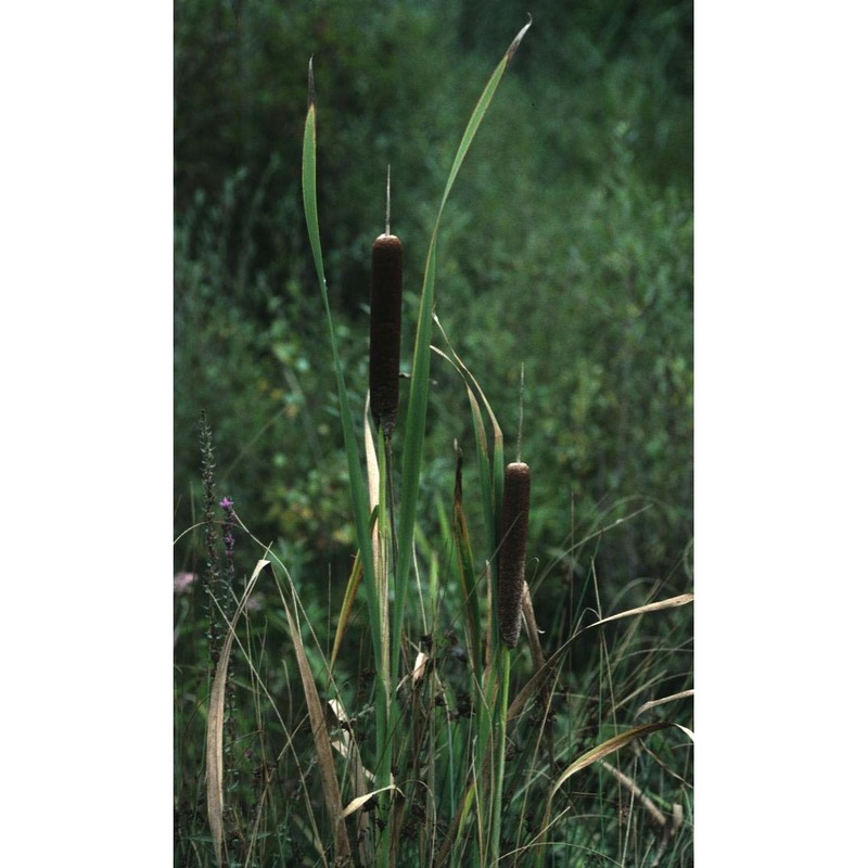 typha latifolia l.