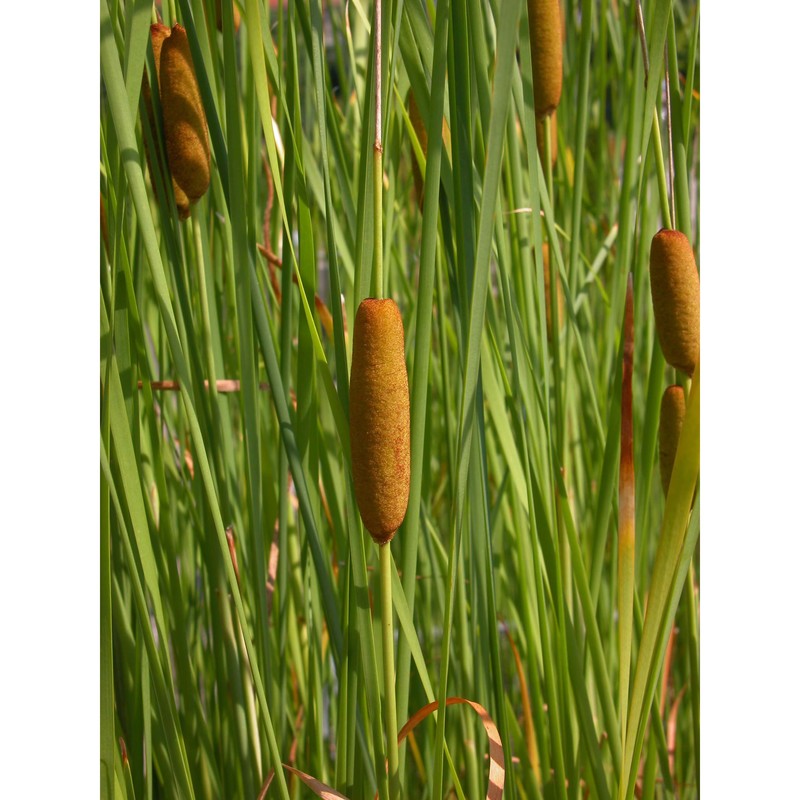 typha laxmannii lepech.