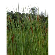 typha laxmannii lepech.