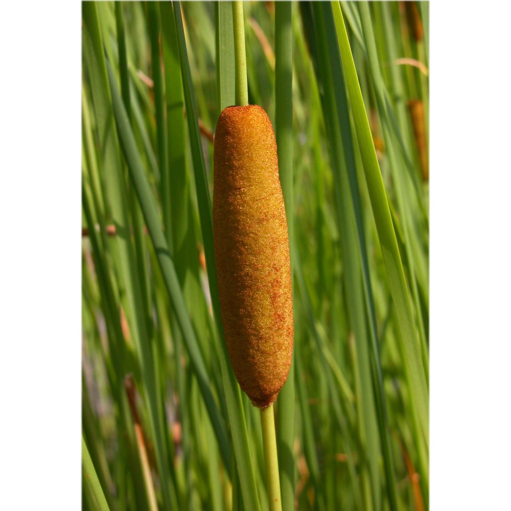 typha laxmannii lepech.