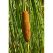 typha laxmannii lepech.