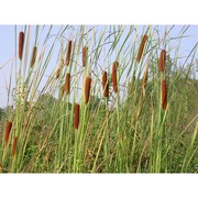 typha laxmannii lepech.