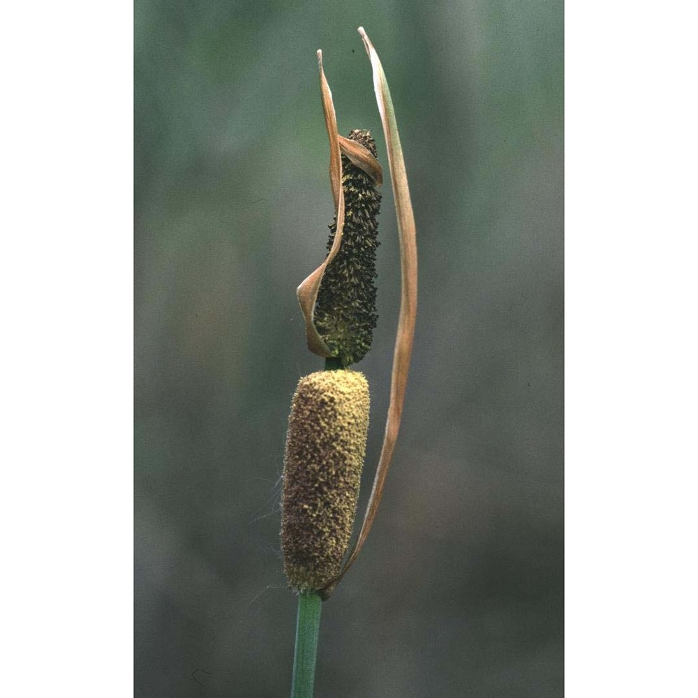 typha minima funk