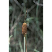 typha minima funk