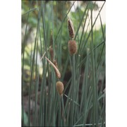 typha minima funk