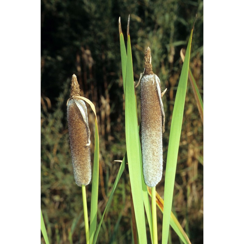 typha shuttleworthii w. d. j. koch et sond.