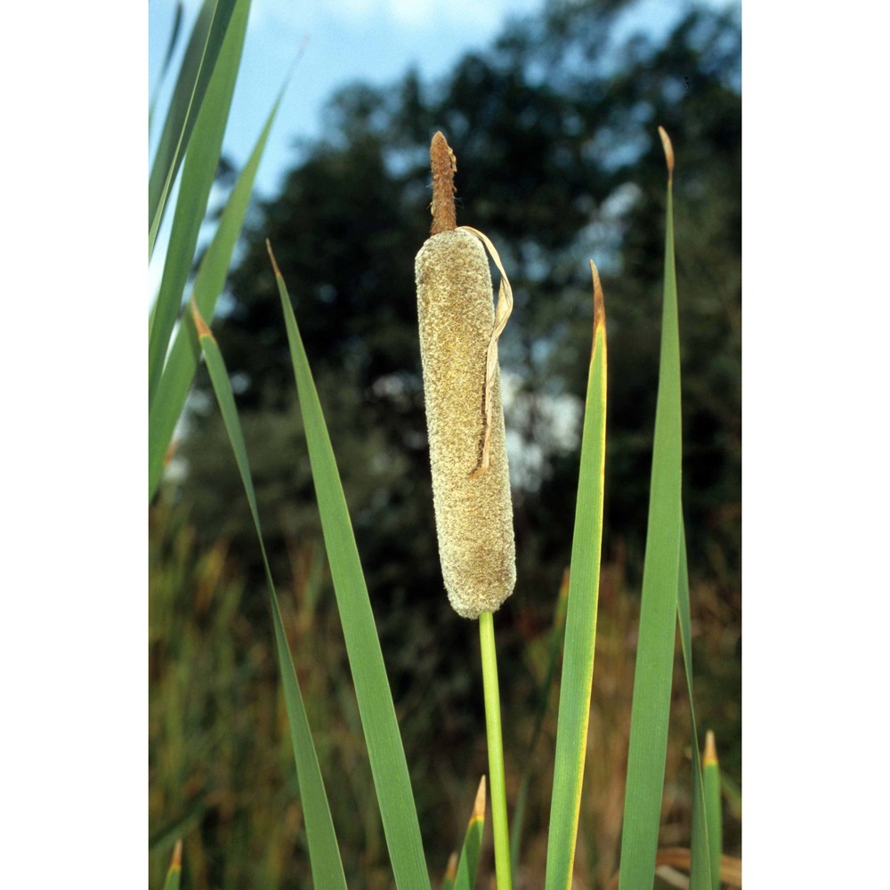 typha shuttleworthii w. d. j. koch et sond.