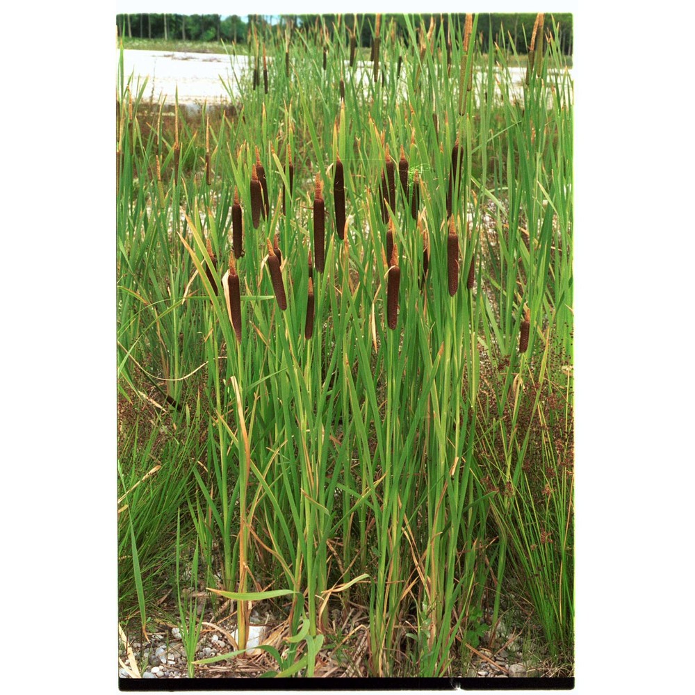 typha shuttleworthii w. d. j. koch et sond.