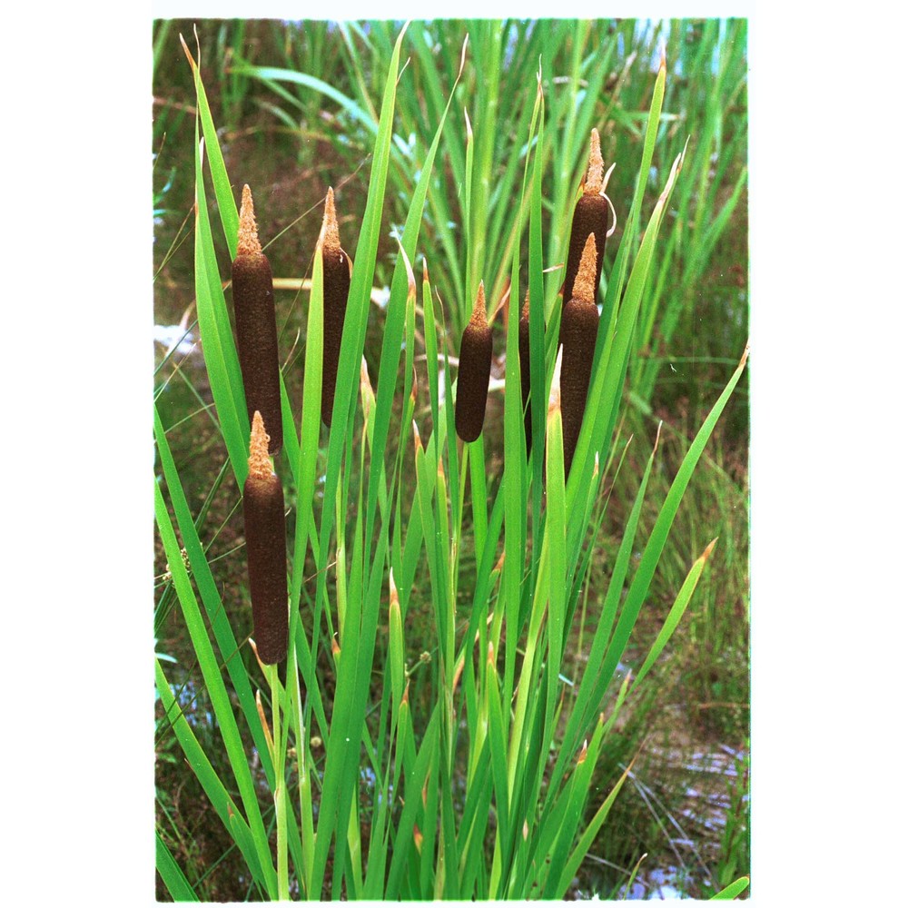 typha shuttleworthii w. d. j. koch et sond.