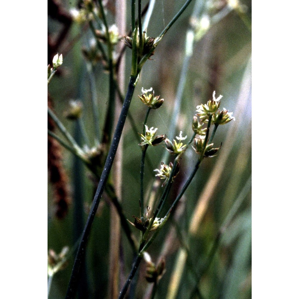 juncus acutiflorus ehrh. ex hoffm.