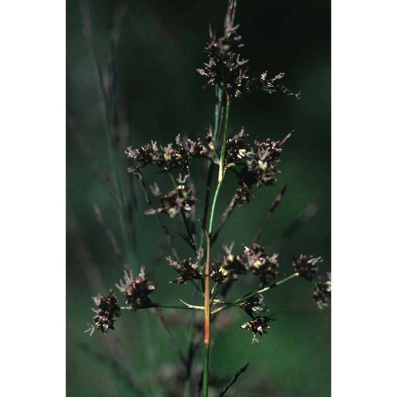 juncus acutiflorus ehrh. ex hoffm.