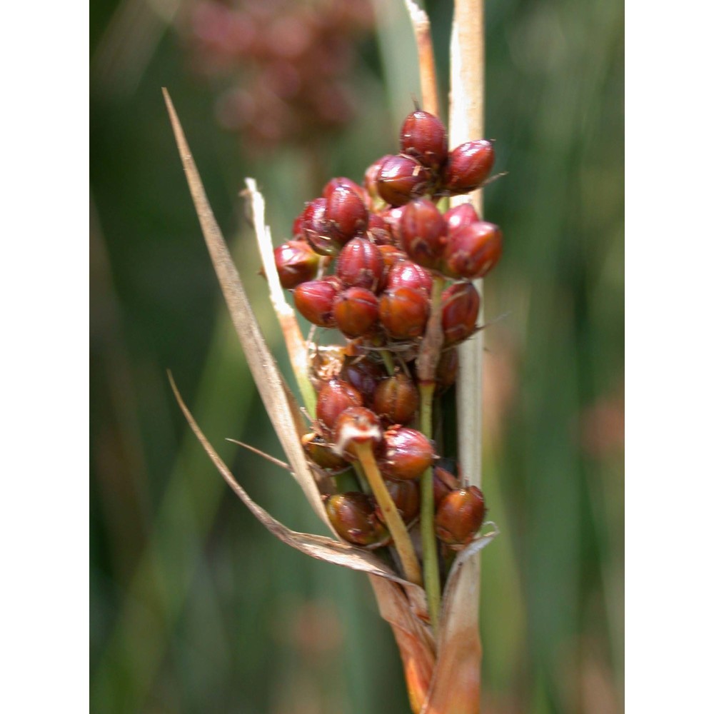 juncus acutus l.