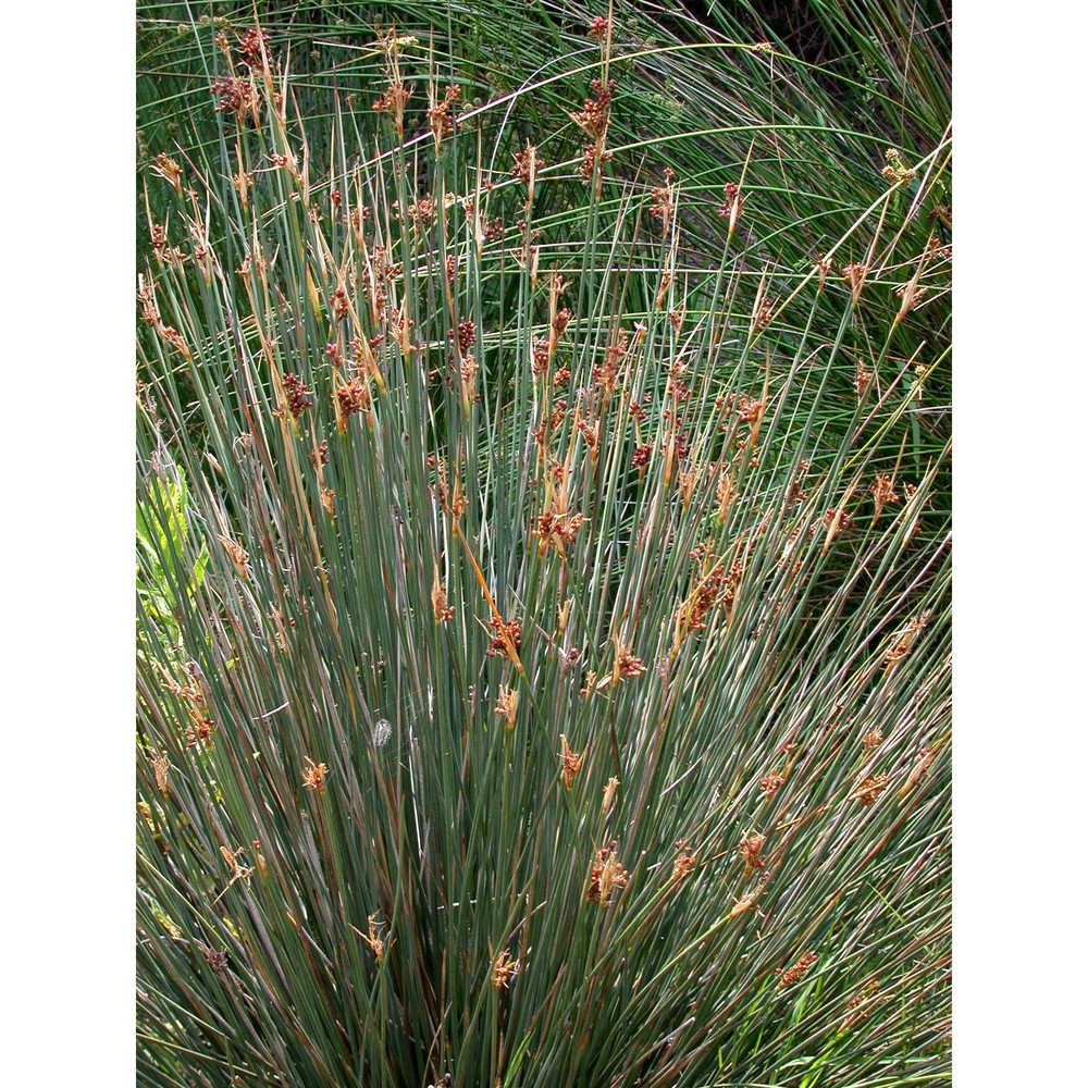 juncus acutus l.