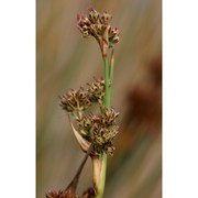 juncus acutus l.