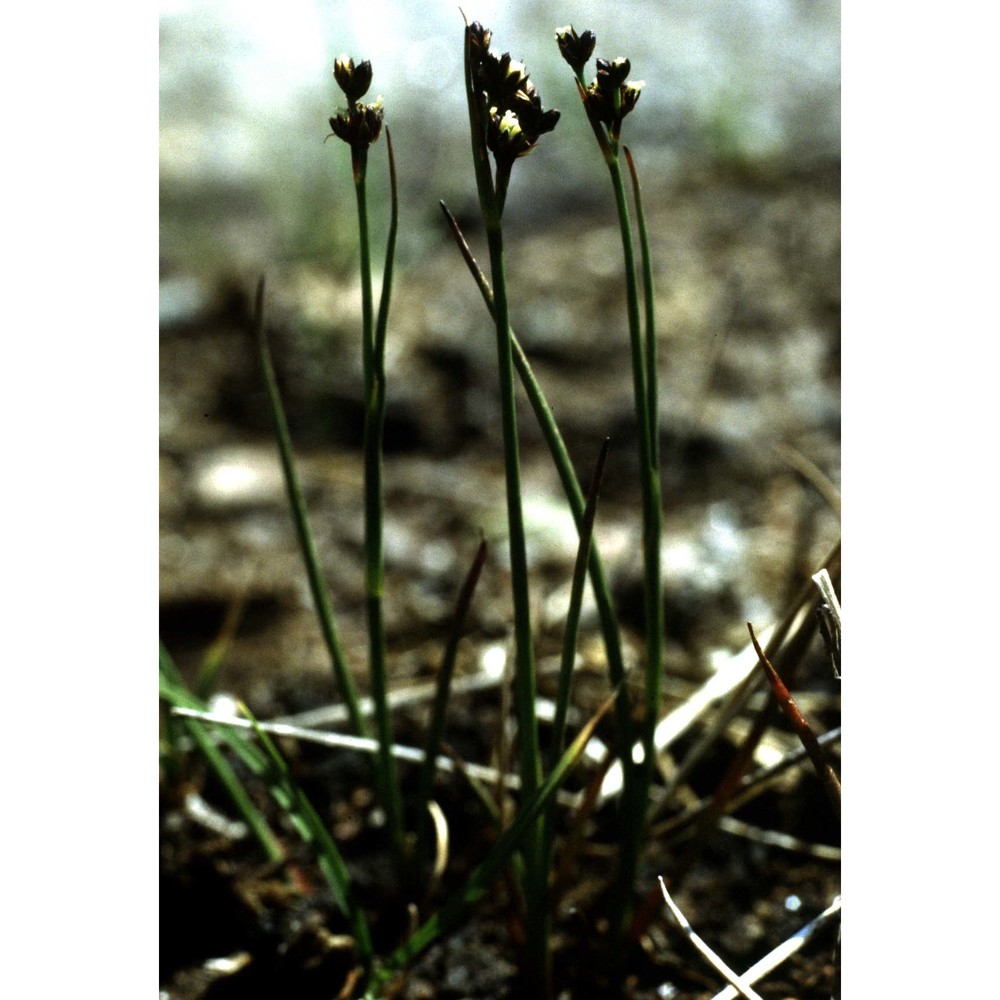 juncus alpino-articulatus chaix