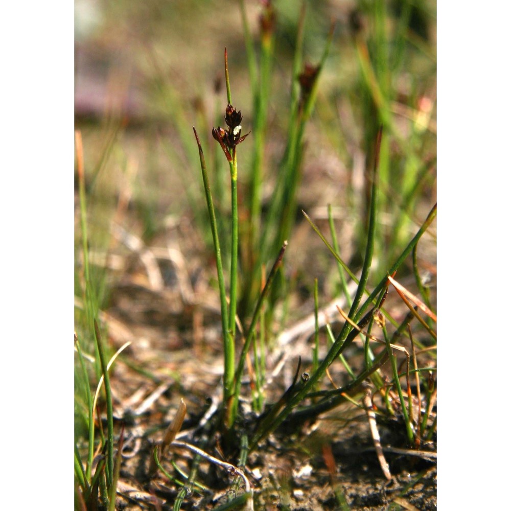 juncus alpino-articulatus chaix