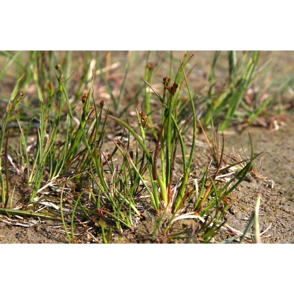 juncus alpino-articulatus chaix