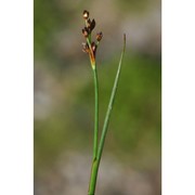 juncus alpino-articulatus chaix