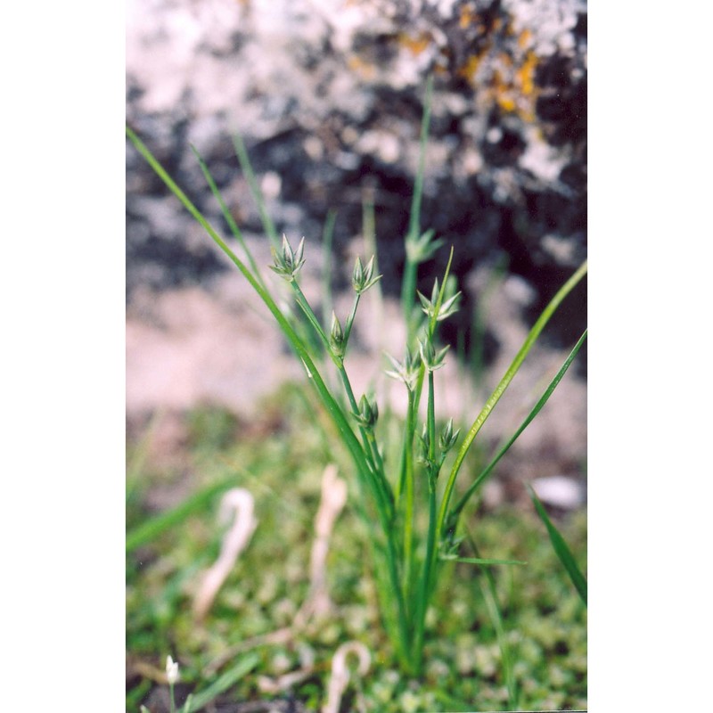 juncus ambiguus guss.