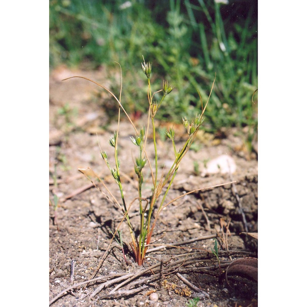 juncus ambiguus guss.