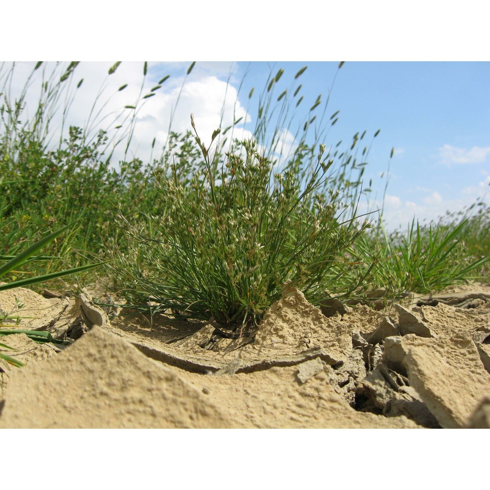 juncus ambiguus guss.