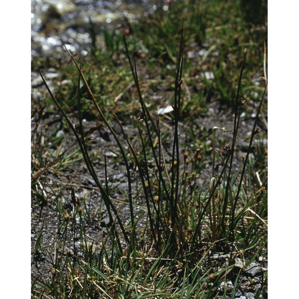 juncus arcticus willd.