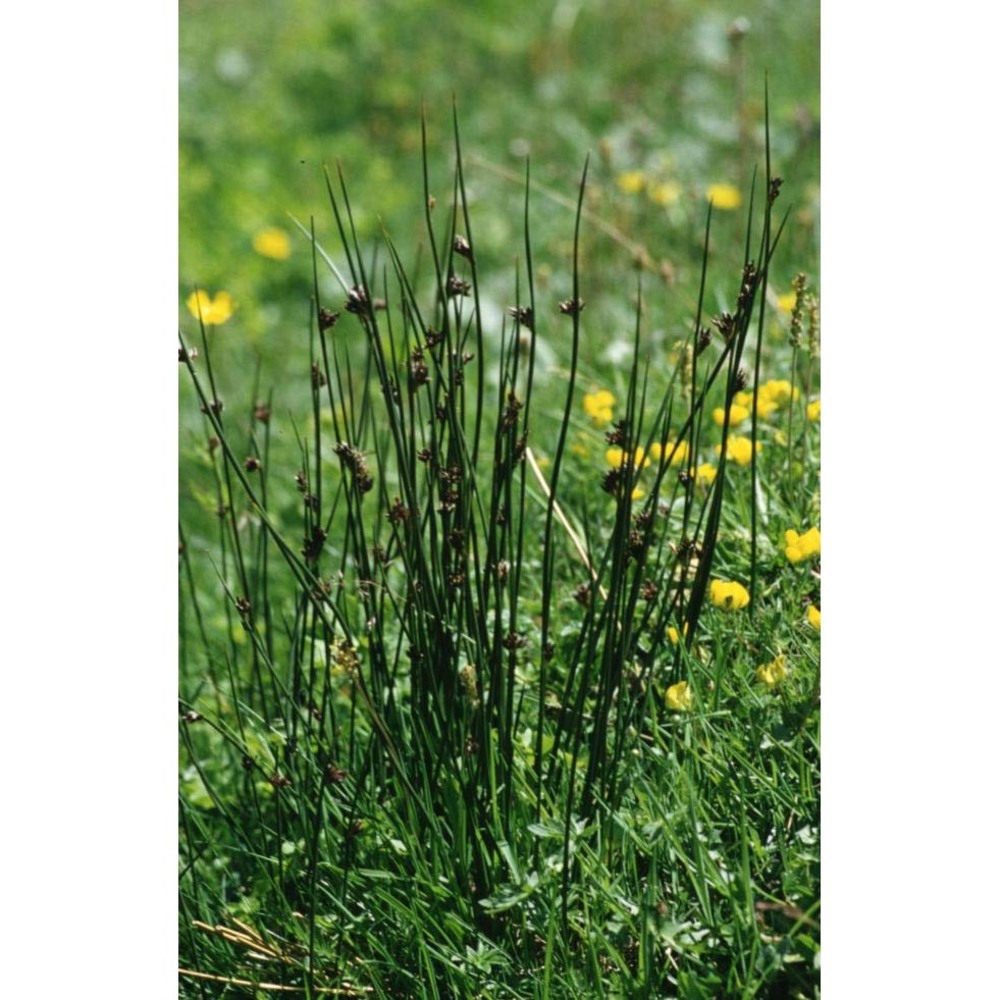 juncus arcticus willd.