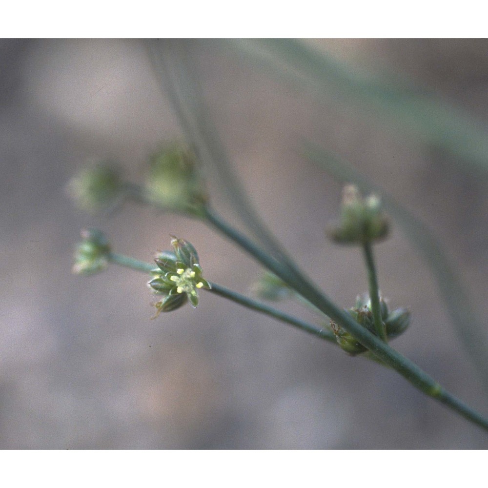 juncus articulatus l.