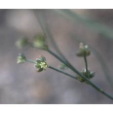 juncus articulatus 