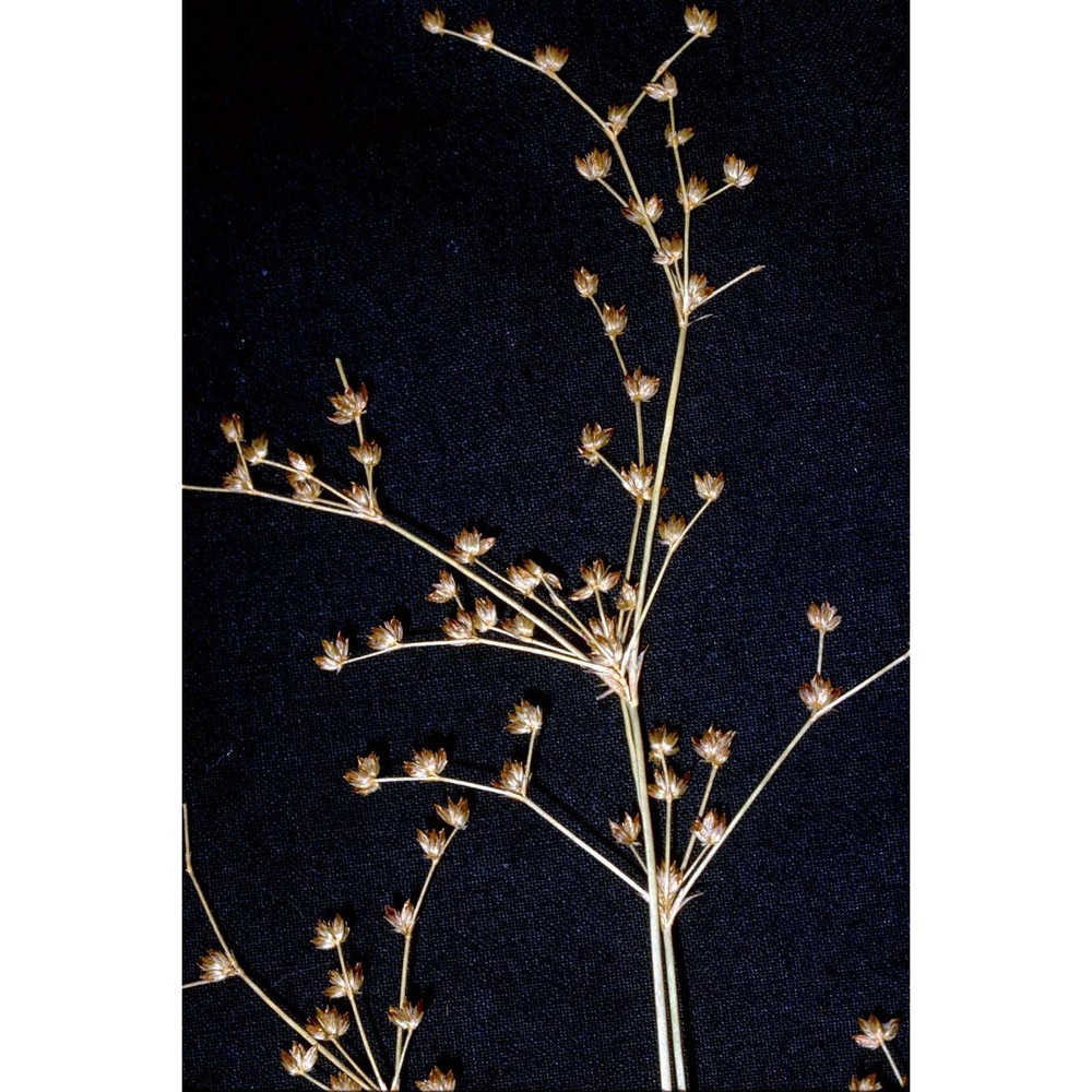 juncus articulatus 