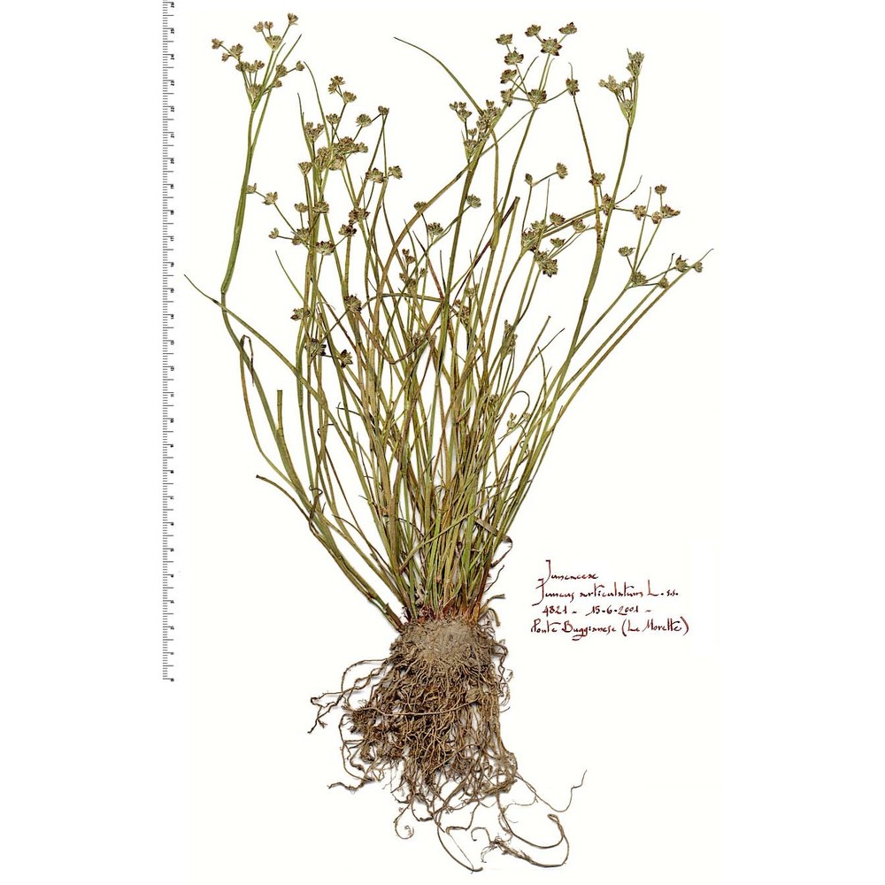 juncus articulatus l.