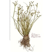 juncus articulatus 