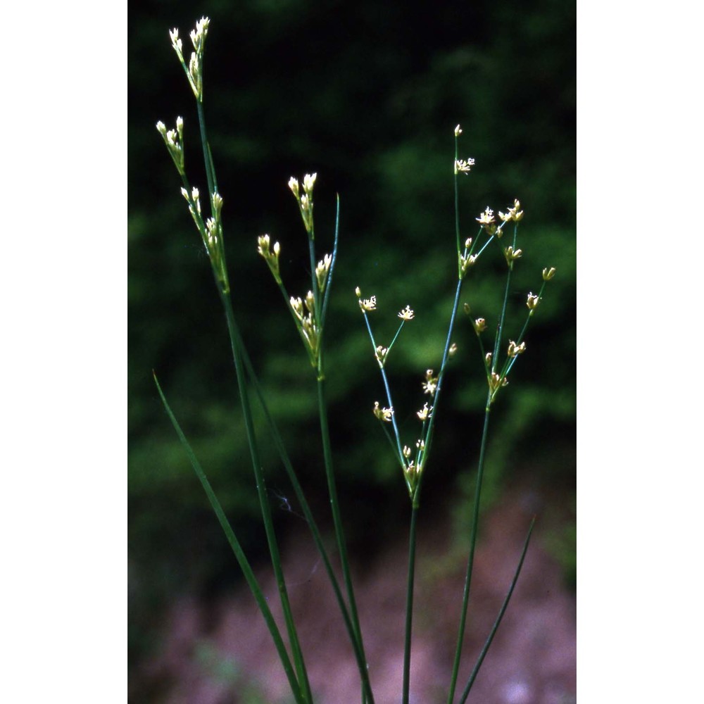 juncus articulatus l.