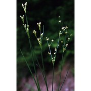 juncus articulatus 