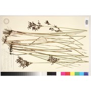 juncus atratus krock.