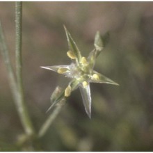 juncus bufonius l.