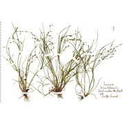 juncus bufonius l.