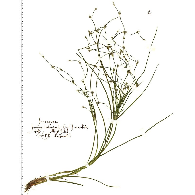 juncus bufonius l.