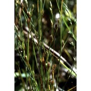 juncus bufonius l.