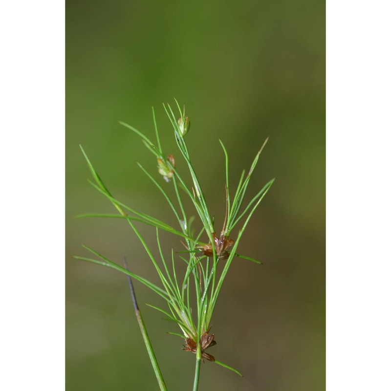 juncus bulbosus l.