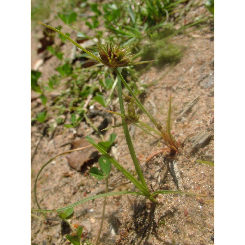 juncus capitatus weigel