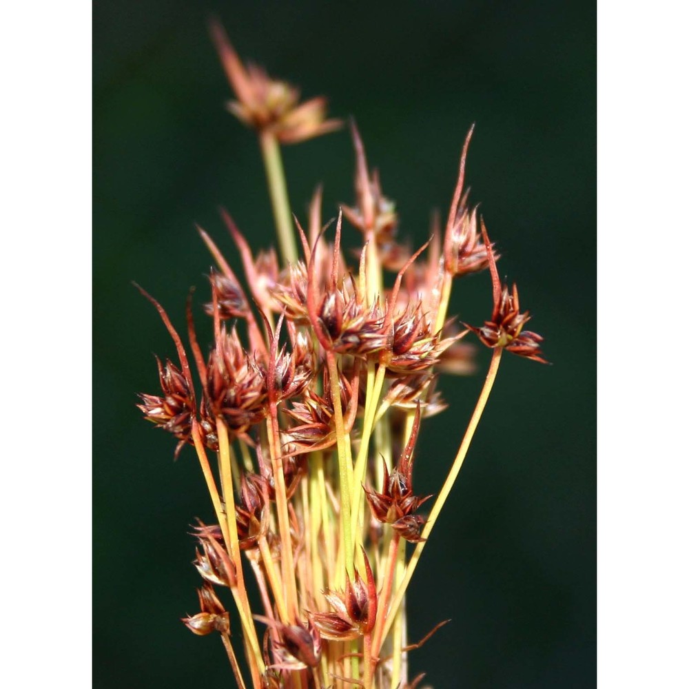 juncus capitatus weigel