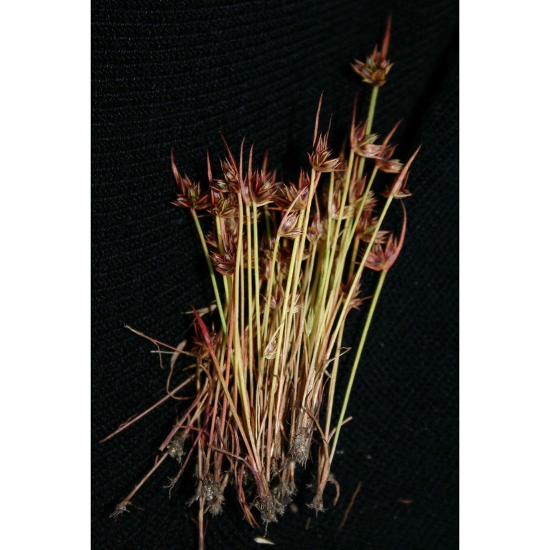 juncus capitatus weigel