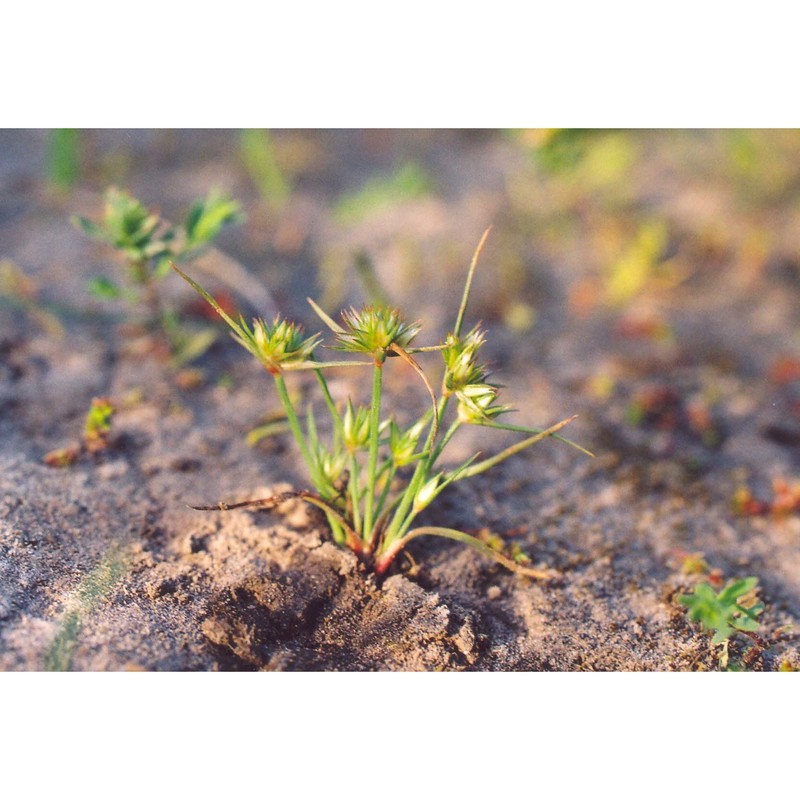 juncus capitatus weigel